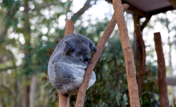 龍柏考拉動物園